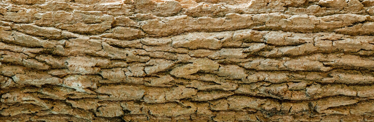texture of the bark of a tree.