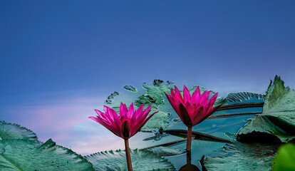 pink lotus flower in the sky