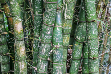 Bamboo