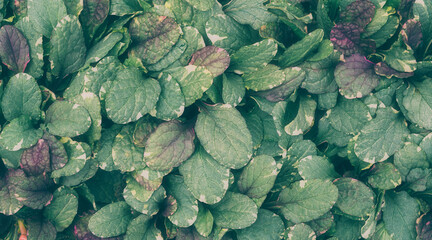 Pattern of green leaves background.