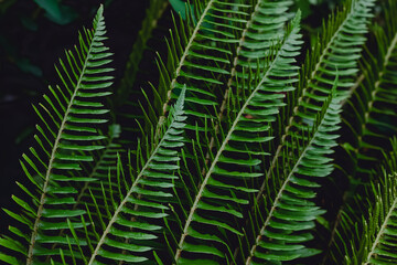 Close-up of green fern leaves