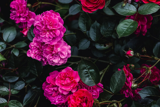 Dark toned photo of pink roses, botanical background