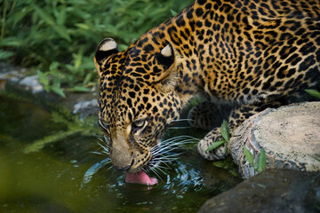 picture Closeup of  a leopard drinking in a pond, this photo was taken at the gembiraloka zoo in the city of Yogyakarta Indonesia on July 6, 2022