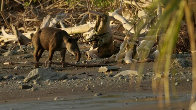 sunset tracking shot of a baird's tapir walking along the beach near sirena station at corcovado national park of costa rica