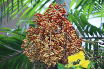Cambodia. Archontophoenix alexandrae, commonly known as Alexandra palm, king palm, Northern...