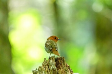 木漏れ日浴びながらくつろぐコマドリ成鳥 オス