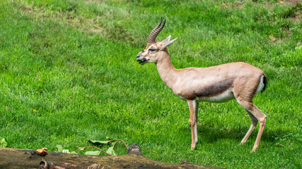 Speke's gazelle (antelope)