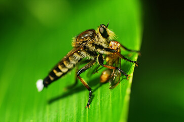 シオヤアブの捕食