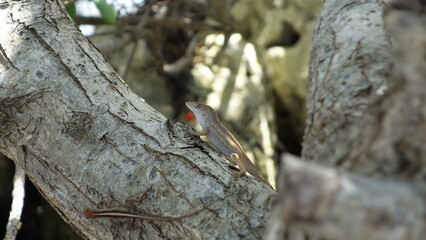 red ant on a tree