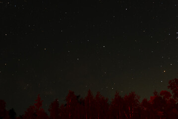 Dark night sky with many stars above field of trees. Space background
