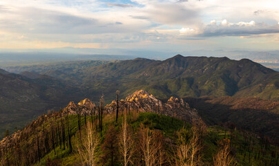 Mount Lemmon Arizona charred trees after forest fire.