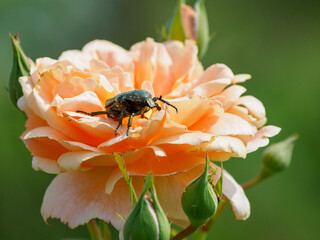 バラの花からコガネムシが飛び立つ