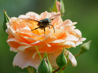 バラの花からコガネムシが飛び立つ