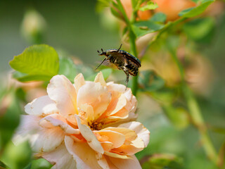 バラの花からコガネムシが飛び立つ