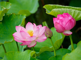 Obraz premium ハスの花と蕾