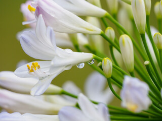 Obraz premium 白いアバガンサスに水滴