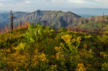 Wildflowers grow on top of Mt Lemmon in Arizona after a devastating wildfire