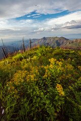 Wildflowers grow on top of Mt Lemmon in Arizona after a devastating wildfire