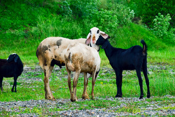 The beautiful sheep in the garden, A lot sheep on the beautiful green meadow.