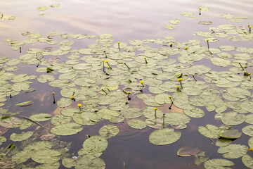 A perennial aquatic plant, a species of the genus Kubyshka of the Water lily family Nymphaeaceae. Pond in the evening