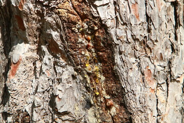 Color and texture of tree bark