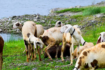 The beautiful sheep in the garden, A lot sheep on the beautiful green meadow.