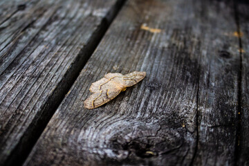 Moth on wood
