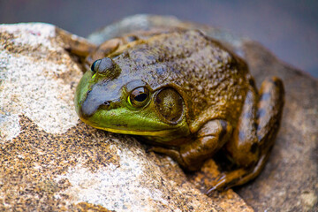 frog on a rock