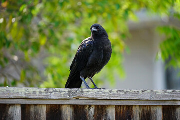 Young crow sitting on a wooden fence