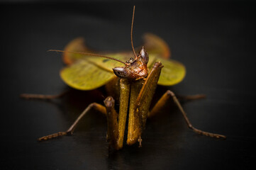 Mantis religiosa modelando para la cámara