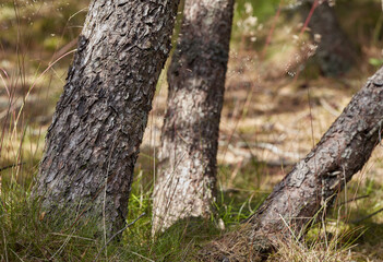 Closeup of fir, cedar or pine trees growing in quiet woods in Norway. Green coniferous forest in remote countryside forest. Environmental nature conservation in serene, calm, peaceful, tranquil area