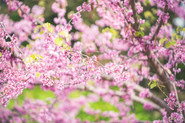 pink cherry blossoms at a park