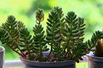 A small cactus grows in a flower pot