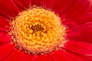 Closeup of one beautiful red flower with orange center. Macro view of fresh, vibrant and bright,...