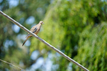 Mourning dove balancing on a wire
