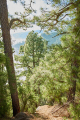 Beautiful landscape of Pine forests in the mountains of La Palma, Canary Islands, Spain. Amazing outdoors or nature with vibrant green trees on a summer day. Peaceful and scenic land