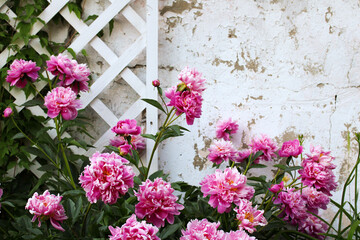 pink peonies grows near a white wooden lattice