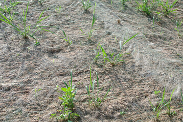 Permanent slope protection with grass using the hydroseed method. The grass is used to stabilize the slope structure and prevent slope erosion. Effective and less maintenance. 