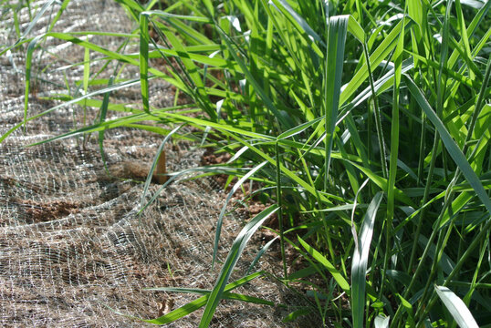 Permanent slope protection with grass using the hydroseed method. The grass is used to stabilize the slope structure and prevent slope erosion. Effective and less maintenance. 