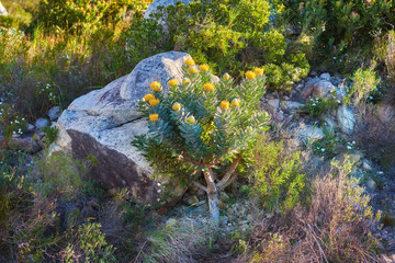 Lush yellow and green bushes growing among the rocks on Table Mountain, Cape Town, South Africa. Flora and plants in a peaceful, calm, serene, quiet and uncultivated nature reserve overseas in summer