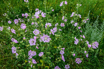 Mallow, Malva sylvestris, medicinal and ornamental plant