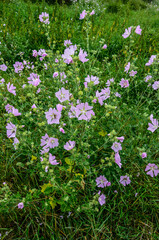 Naklejka premium Mallow, Malva sylvestris, medicinal and ornamental plant