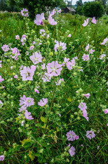 Obraz na płótnie Canvas Mallow, Malva sylvestris, medicinal and ornamental plant