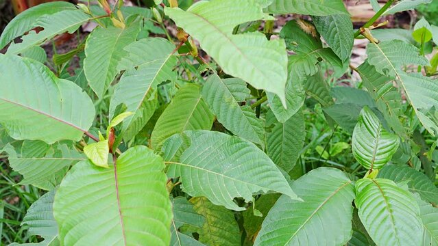 Kratom or Mitragyna Speciosa was damaged by leaf-eating insects. This Plant is Herbal Medicine in Asia.