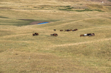 herd of horses