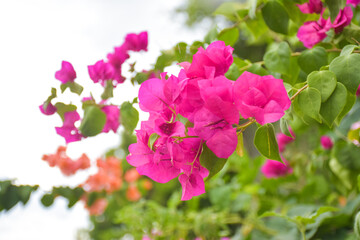 Obraz premium Pink bougainvillea blooms beautifully in a Thai public park