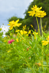  Yellow daisies bloom in the mountains and tourist attractions and is a Thai public park