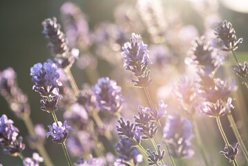 Lavenders in the morning sunlight.