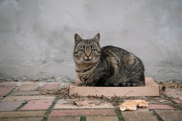 Homeless tabby cat lying on the box.