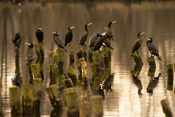 Great cormorants on branches at the lake at dawn, Phalacrocorax carbo, Lake Derítő, Tata, Hungary